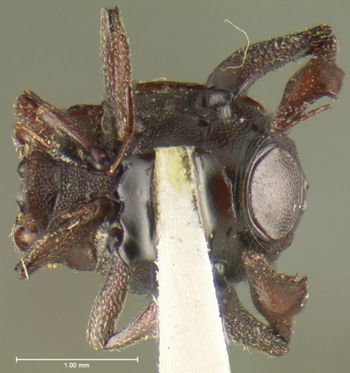 Media type: image;   Entomology 24131 Aspect: habitus ventral view